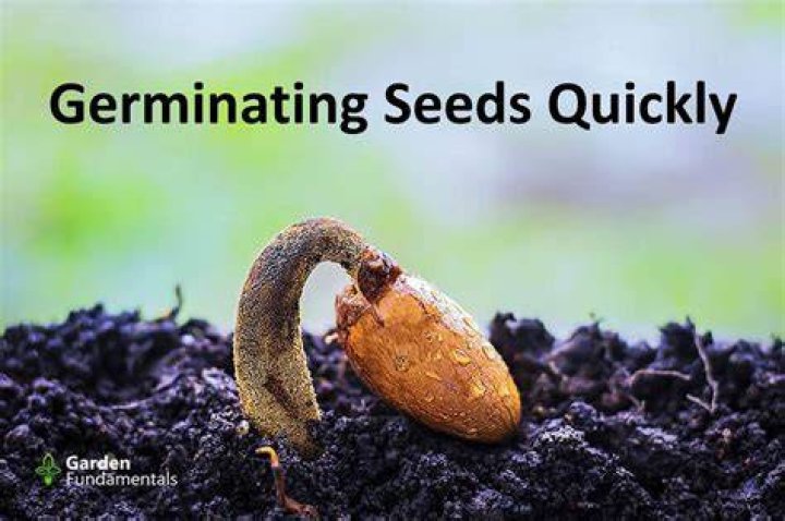 How do you germinate CBD seeds