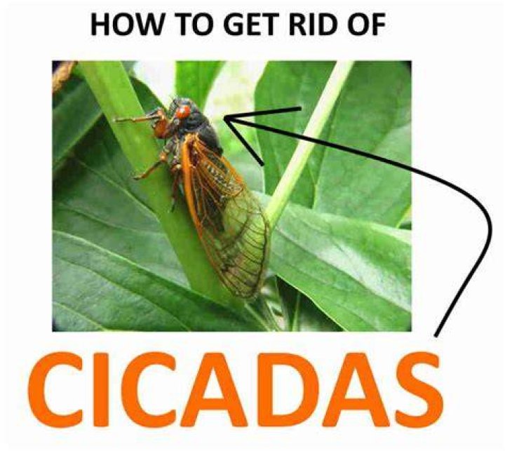How do you get cicadas to shut up