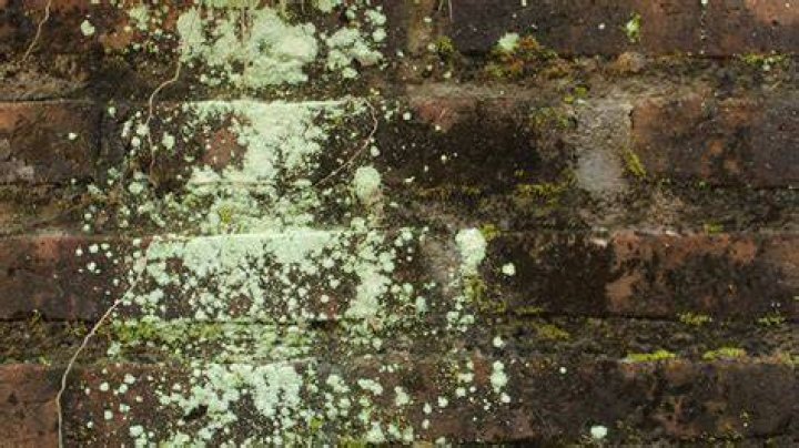 How do you get green mold off exterior walls