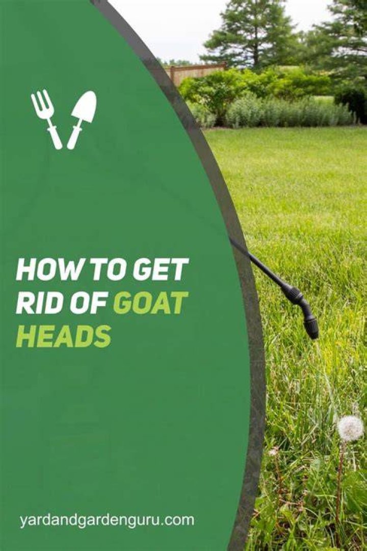 How do you get rid of goat heads