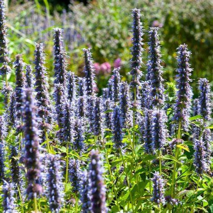 How do you grow a Black Adder in Agastache