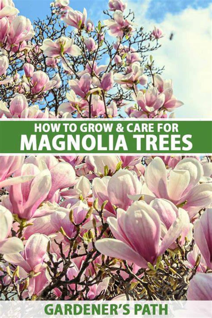 How do you grow a standard magnolia tree