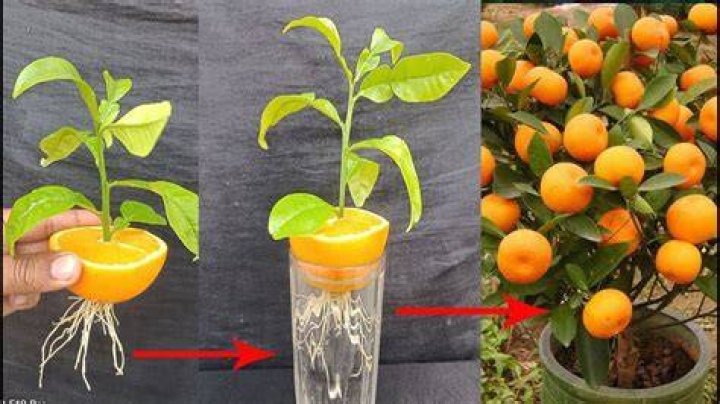 How do you grow an orange tree from seed indoors
