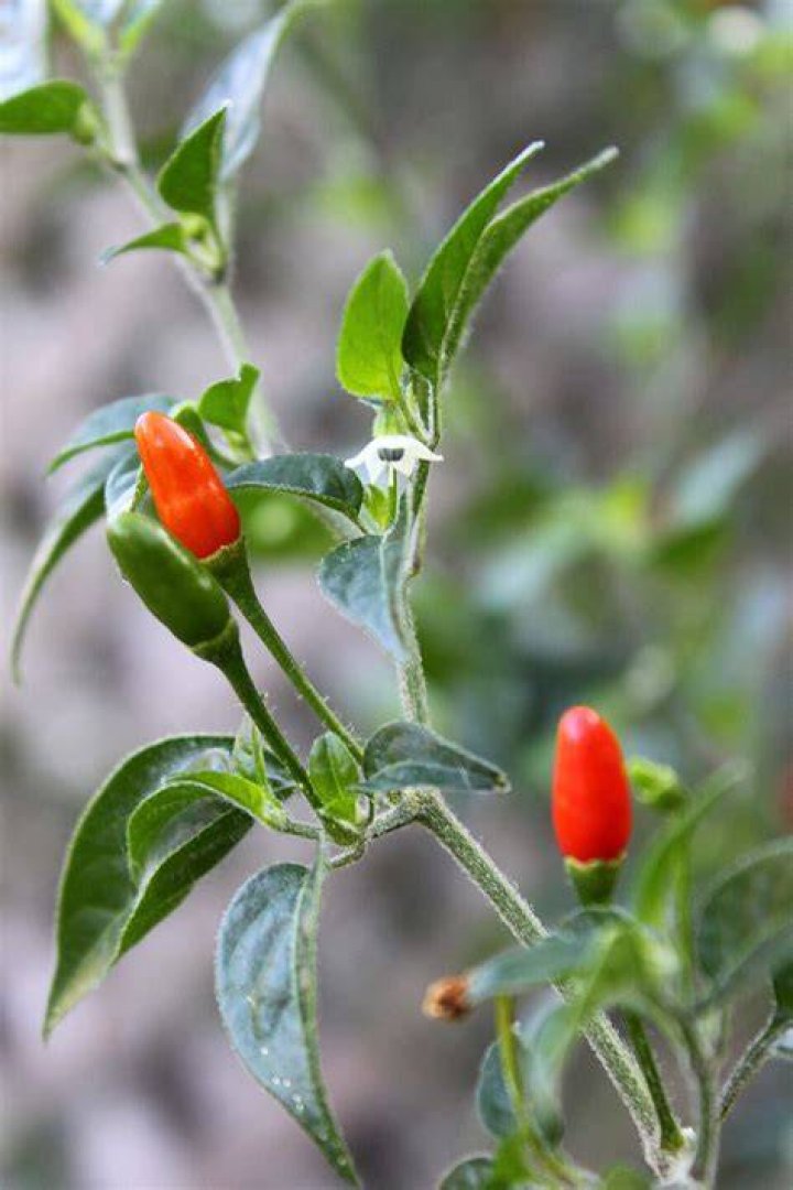 How do you grow chili Pequin peppers