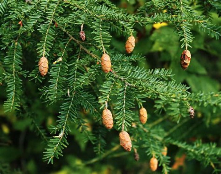 How do you grow eastern hemlock from seed