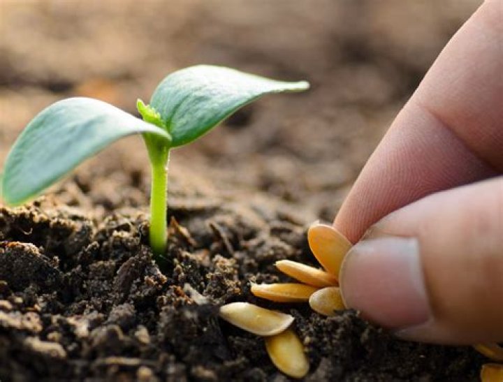 How do you grow evergreens from seed