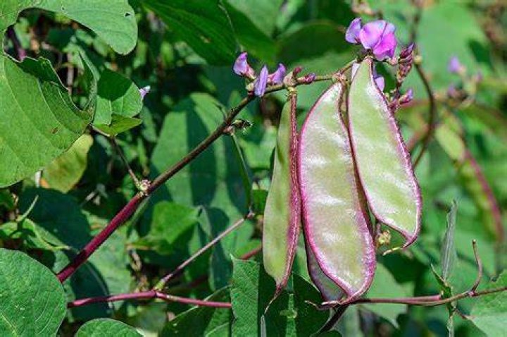 How do you grow hyacinth beans