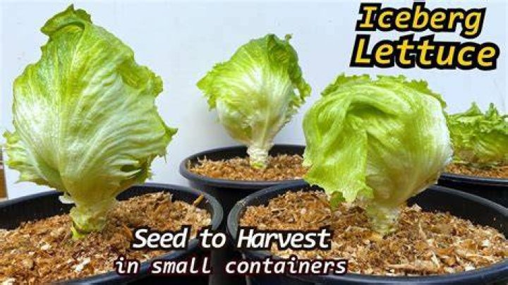 How do you grow iceberg head lettuce