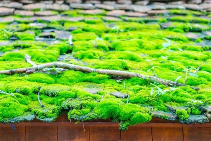 How do you grow moss on a roof
