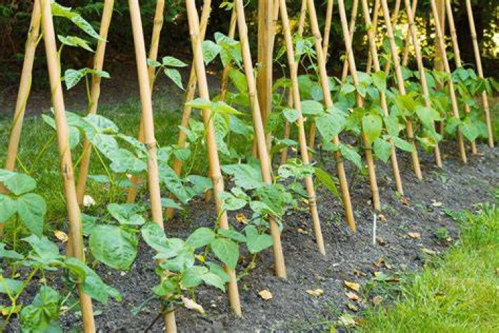 How do you grow yellow eye beans