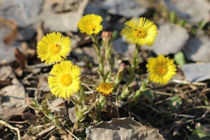 How do you harvest coltsfoot