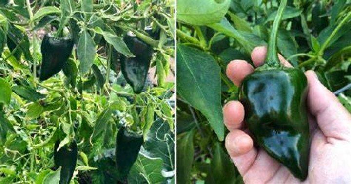 How do you harvest poblano peppers