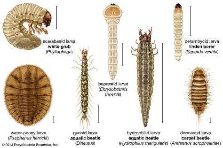 How do you identify a larvae beetle
