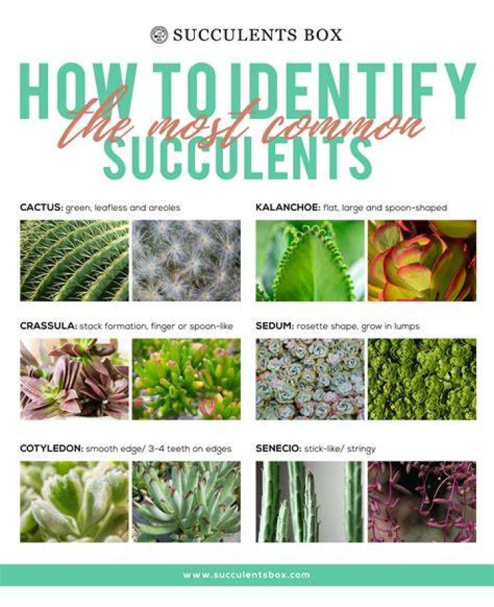 How do you identify a succulent