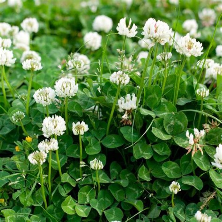 How do you identify white clover
