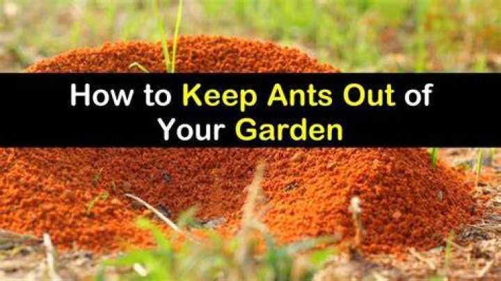 How do you keep ants out of the spring