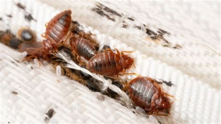 How do you keep bed bugs from going into other rooms