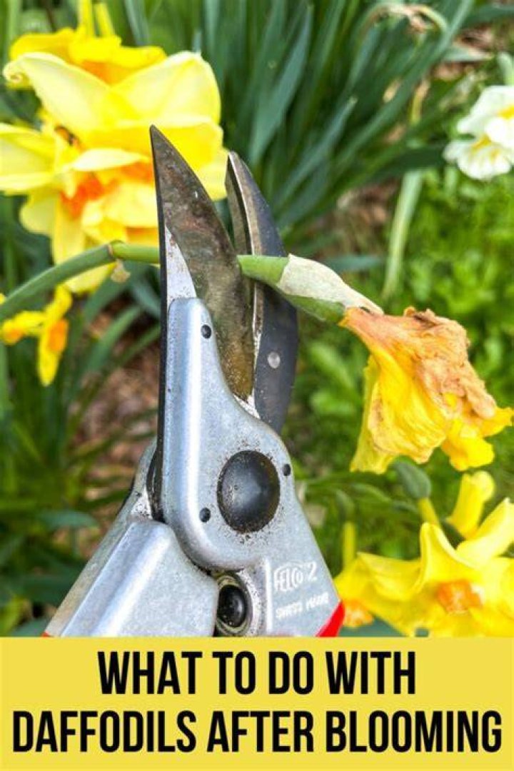 How do you keep daffodils blooming