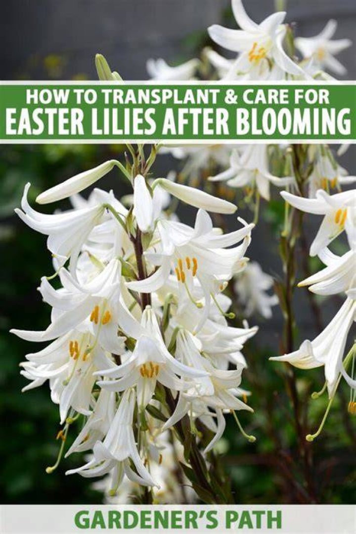 How do you keep Easter lilies blooming
