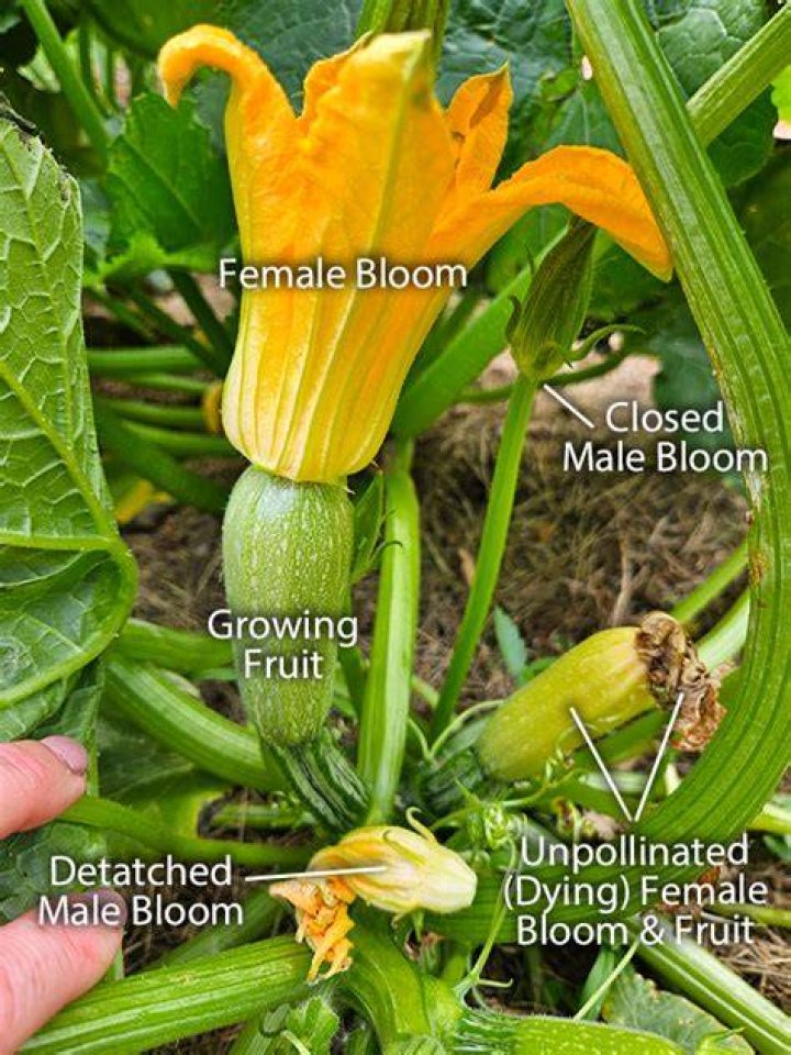How do you keep squash from cross pollinating