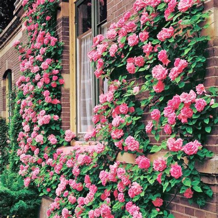 How do you kill a climbing rose bush