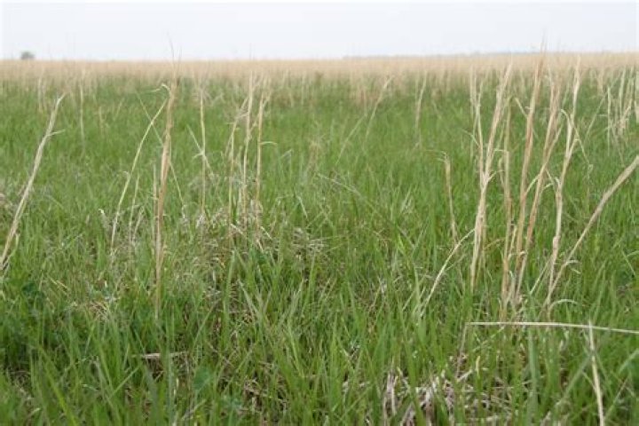 How do you kill Broomsedge