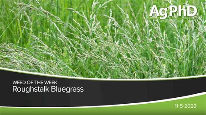 How do you kill Roughstalk in bluegrass