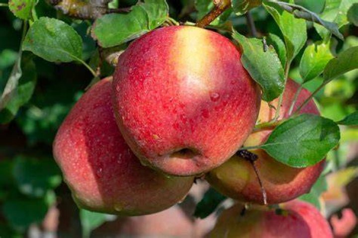 How do you know when a Braeburn apple is ripe