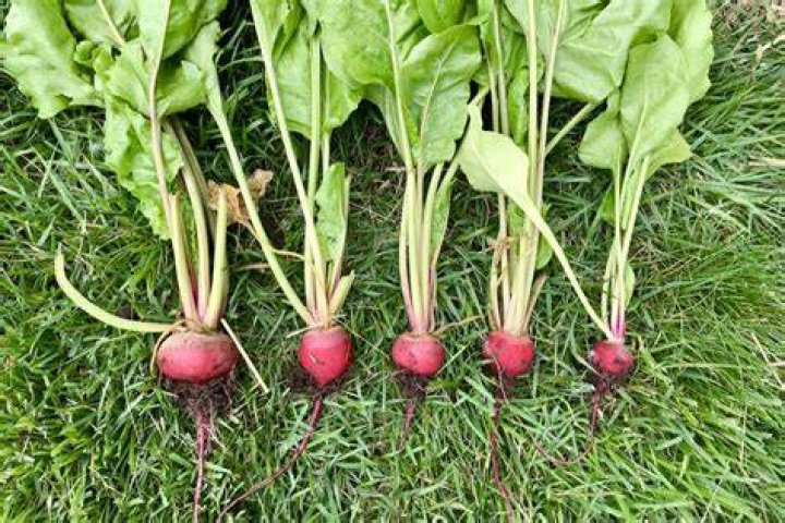 How do you know when beetroot is ready to harvest