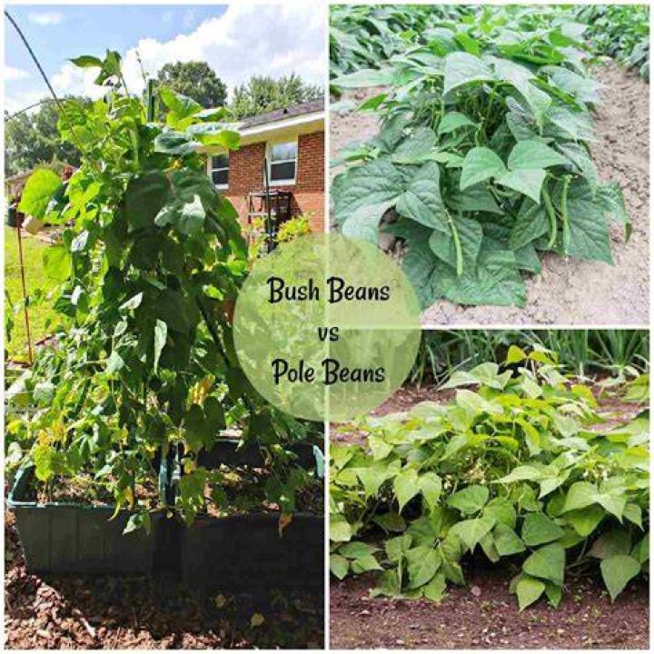 How do you know when Bush beans are done
