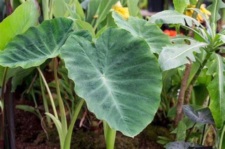 How do you look after an indoor elephant ear plant