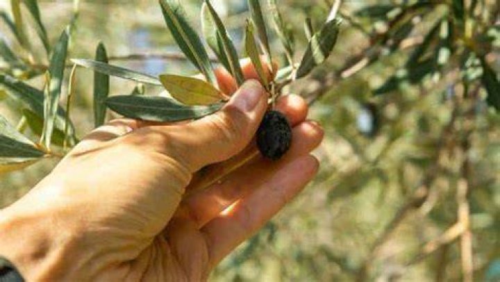 How do you pick olives by hand