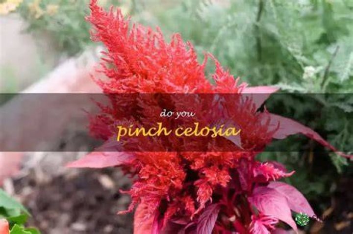 How do you pinch celosia