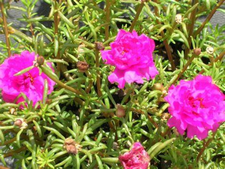 How do you plant a Portulaca grandiflora