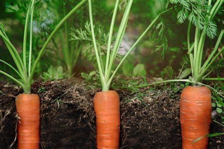 How do you plant Amarillo carrots