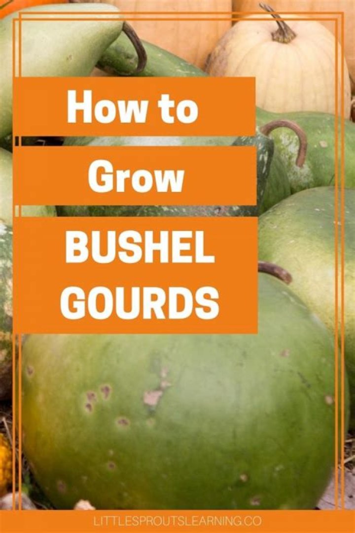 How do you plant bushel basket gourds