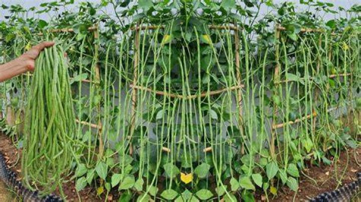 How do you plant cowpea seeds