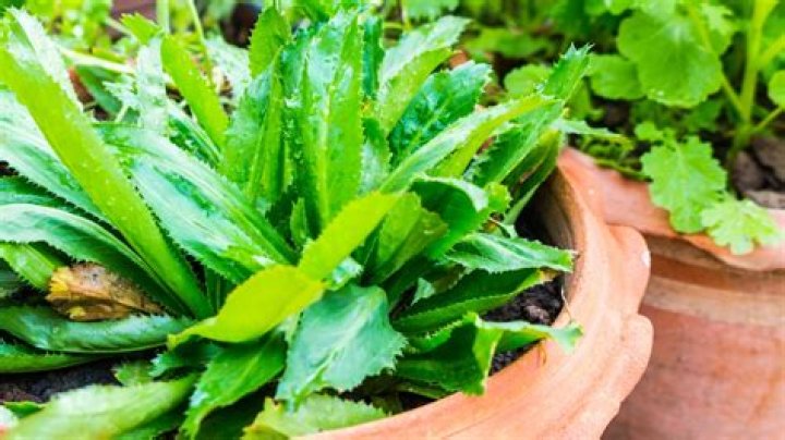 How do you plant culantro leaves