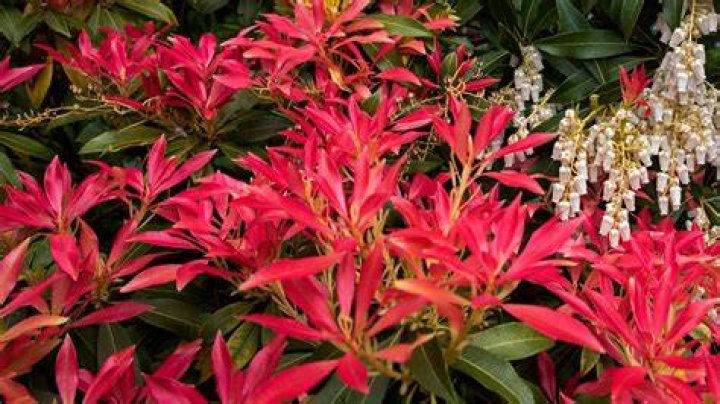 How do you plant Pieris