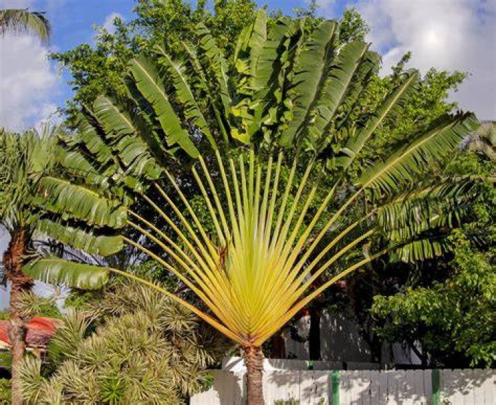 How do you plant ravenala Madagascariensis