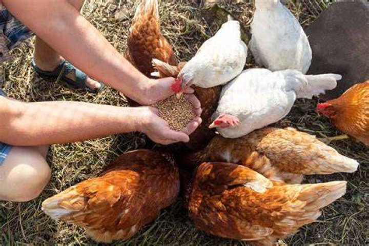 How do you prepare poultry feed