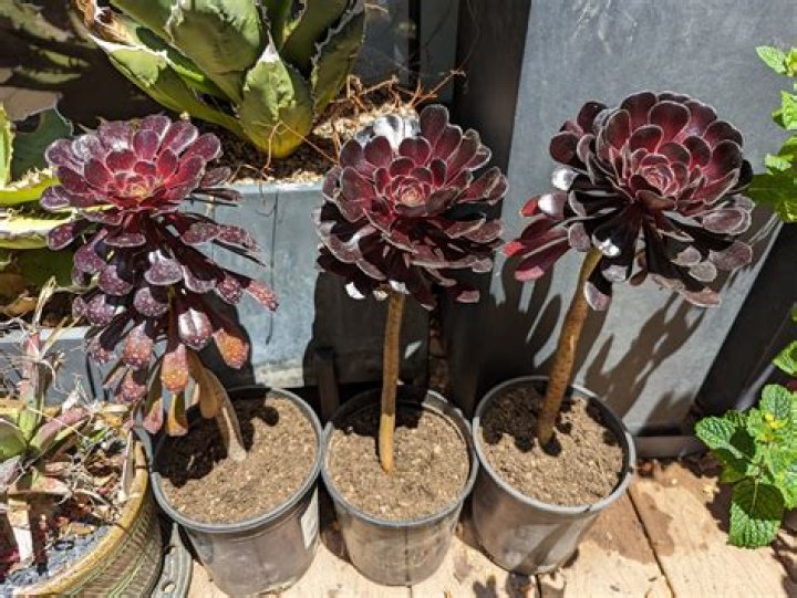 How do you propagate aeonium zwartkop