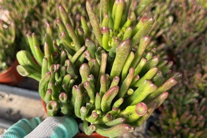 How do you propagate Crassula ovata Gollum