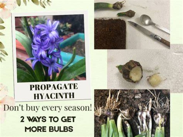 How do you propagate hyacinth bulbs
