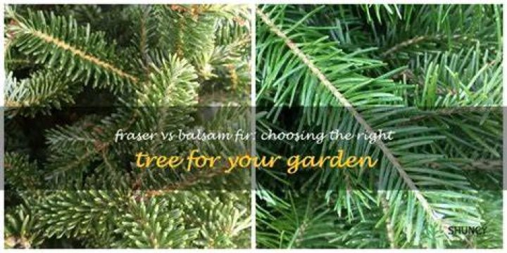 How do you prune a balsam fir tree