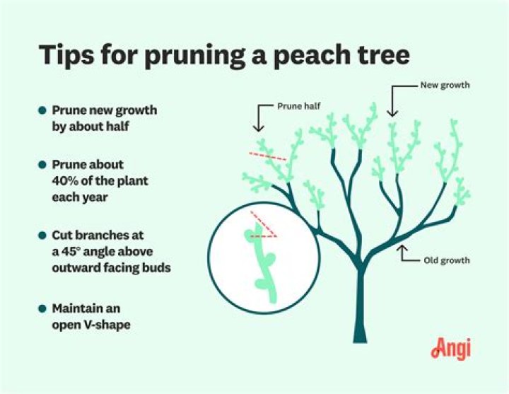 How do you prune a flowering peach tree