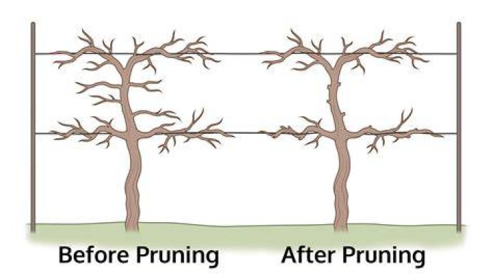 How do you prune a scuppernong vine
