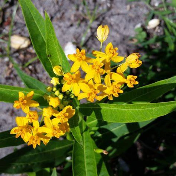 How do you prune a tropical milkweed