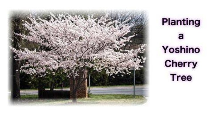 How do you prune a Yoshino cherry tree