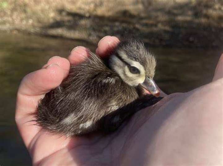 How do you raise baby wood ducks